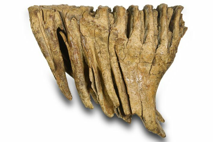 Fossil Woolly Mammoth Lower M Molar - Poland #372345